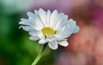 wj_y2017fufu-daisy-10139490_640