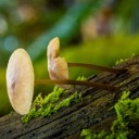 ken1843-mushrooms-8328101