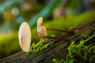 ken1843-mushrooms-8328101