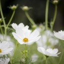 dewdrop157-flowers-4164414