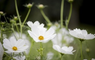 dewdrop157-flowers-4164414