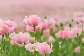shogun-poppies-6476322
