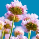 johnbloor-flowers-9340323
