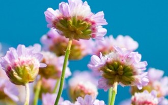 johnbloor-flowers-9340323
