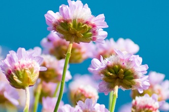 johnbloor-flowers-9340323