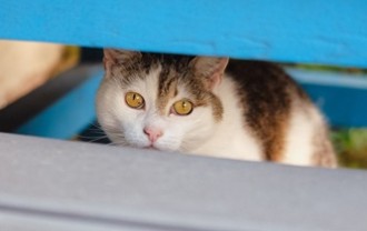 miezekieze-cat-10345214